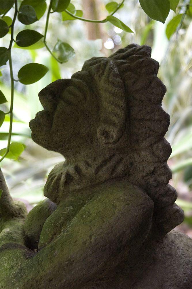 Iguana Puerto Jiménez